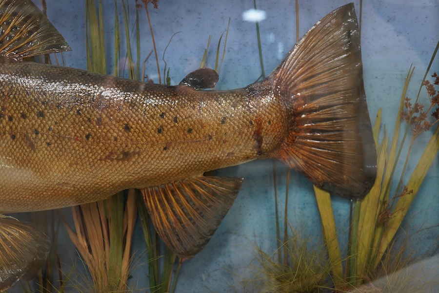 An early 20th century bow front and ebonised cased taxidermy trout, handwritten paper label reading; ‘Caught at Bickton (Avon), by W.T.G. Parnell. 13 March 1926. Weight 4lbs 14ozs’, cabinet 74cm wide, 39.5cm high. Condit